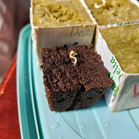 Her majesty growlog photo: Popped through overnight 