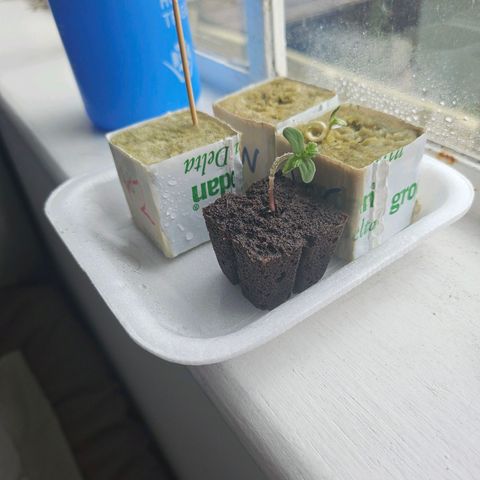Her majesty growlog photo: Opened up fully, almost ready for potting 