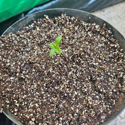 Her majesty growlog timeline photo