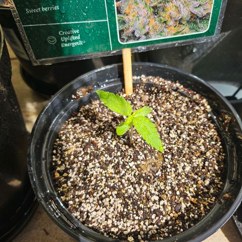 Beedee growlog photo: Growing nicely 