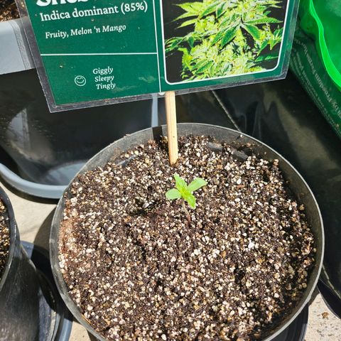 Her majesty growlog timeline photo