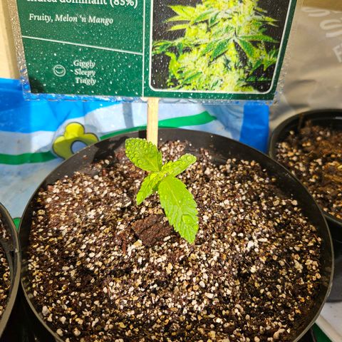 Her majesty growlog photo: Growing nicely 