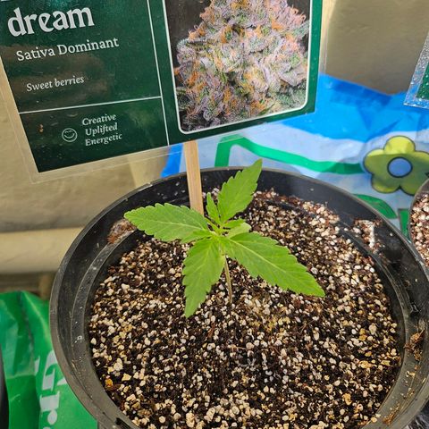 Beedee growlog timeline photo
