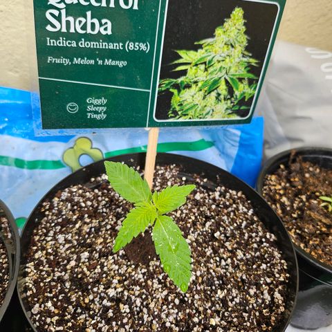 Her majesty growlog photo: Was a bit dry, so early watering 