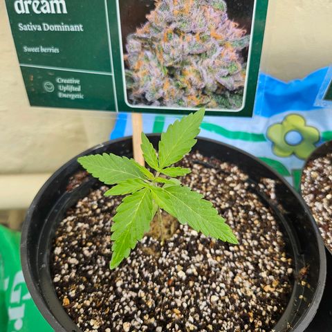 Beedee growlog photo: Let's grow 😎