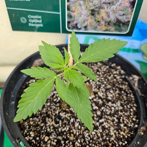 Beedee growlog timeline photo