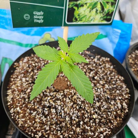 Her majesty growlog timeline photo