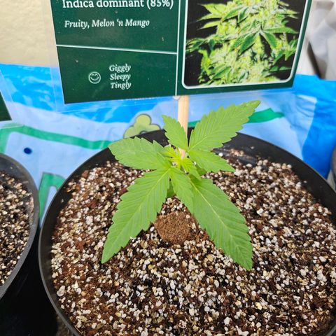 Her majesty growlog timeline photo
