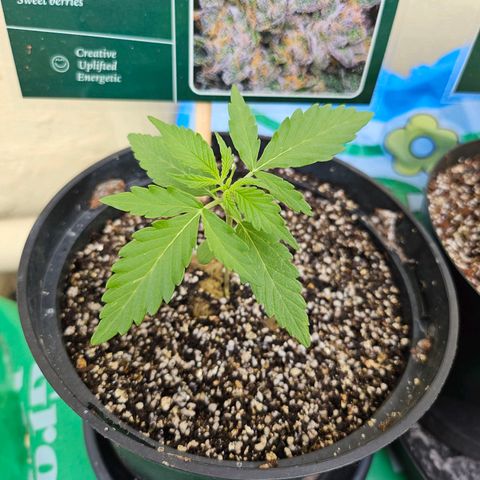 Beedee growlog timeline photo