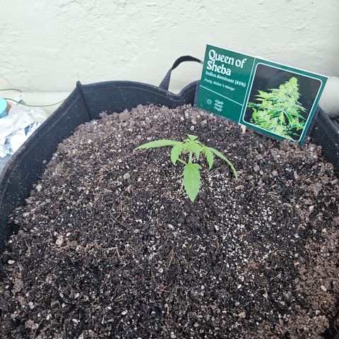 Her majesty growlog photo: Transplant day!!