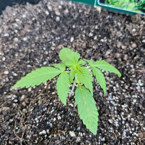 Her majesty growlog photo: Transplant day!!