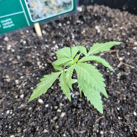 Beedee growlog photo: But boots to fill 