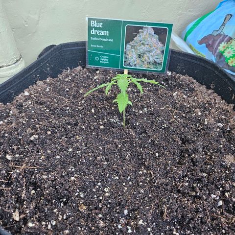 Beedee growlog photo: But boots to fill 
