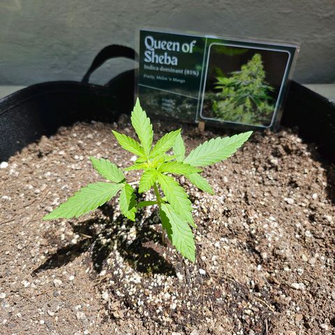 Her majesty growlog timeline photo