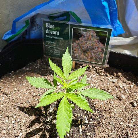 Beedee growlog timeline photo