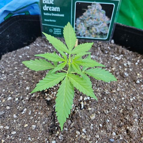Beedee growlog timeline photo