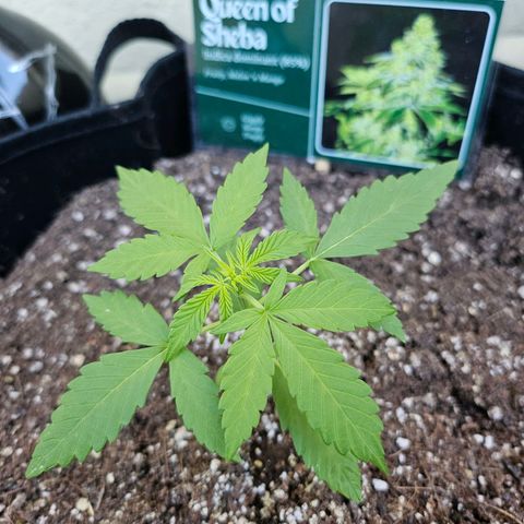 Her majesty growlog timeline photo