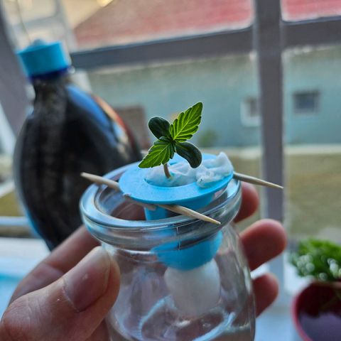 Nancy growlog timeline photo
