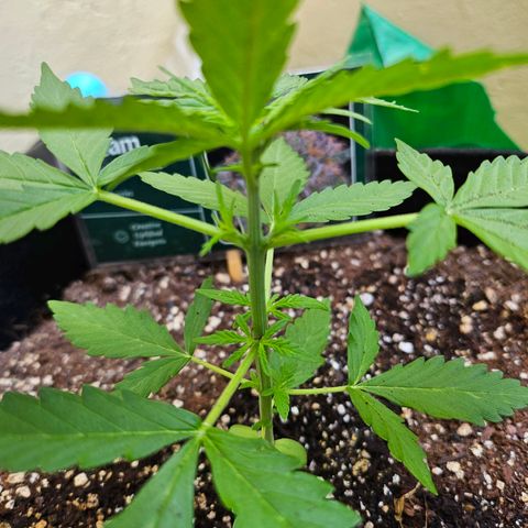 Beedee growlog photo: Going well, good growth at the nodes