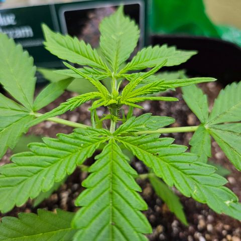 Beedee growlog photo: Going well, good growth at the nodes
