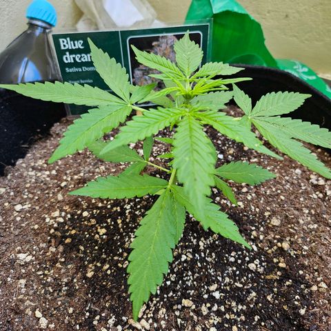 Beedee growlog timeline photo