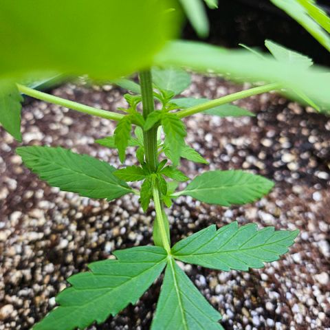 Her majesty growlog photo: Nice new leaves at the nodes