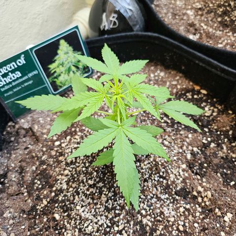 Her majesty growlog timeline photo