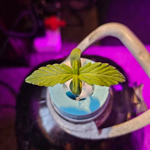 Nancy growlog timeline photo