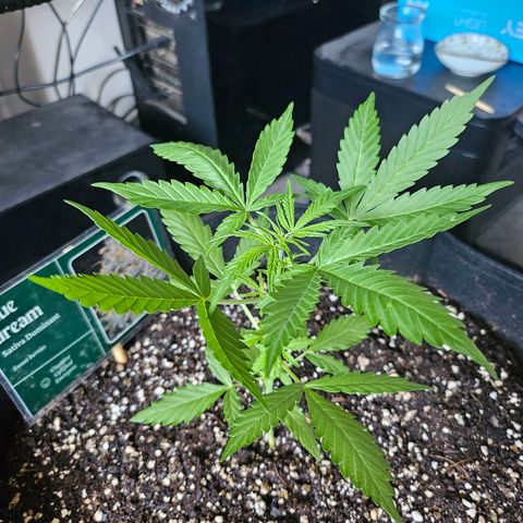 Beedee growlog timeline photo