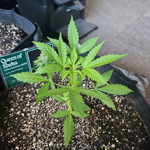 Her majesty growlog timeline photo