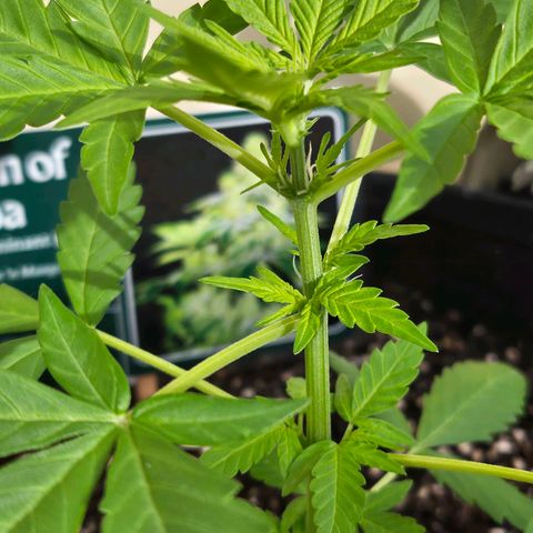 Her majesty growlog photo: Preflowering has started