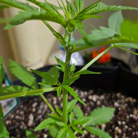 Beedee growlog photo: Preflowering has started, noticed increased vertical growth (hoping for a good preflower stretch)