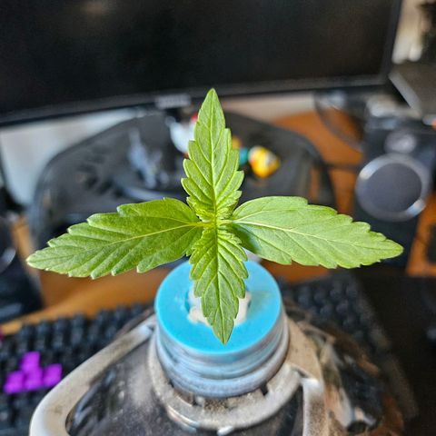 Nancy growlog timeline photo