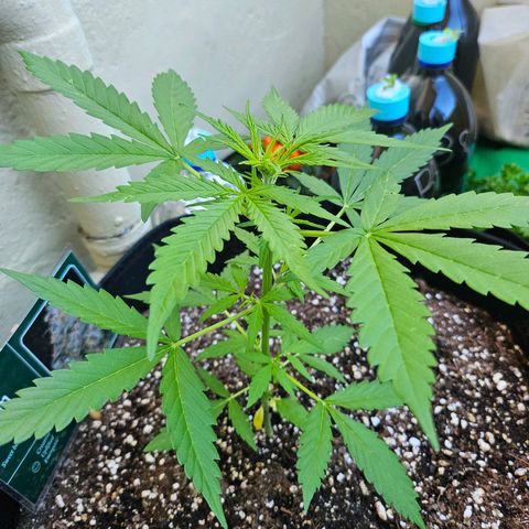 Beedee growlog timeline photo
