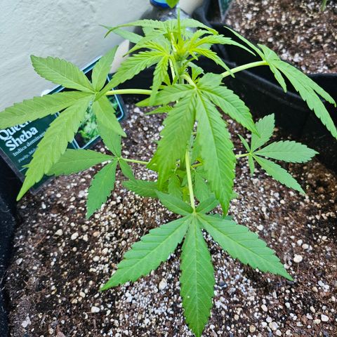 Her majesty growlog timeline photo