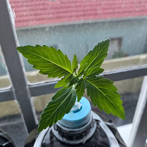 Nancy growlog timeline photo