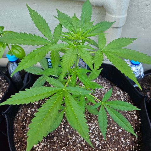Beedee growlog timeline photo