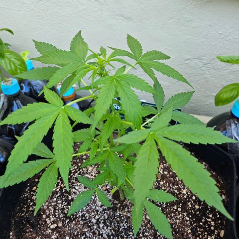 Her majesty growlog timeline photo