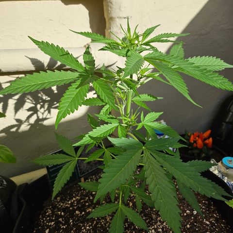 Beedee growlog timeline photo