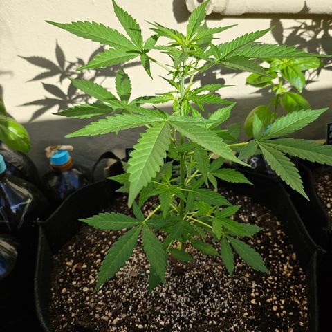 Her majesty growlog timeline photo