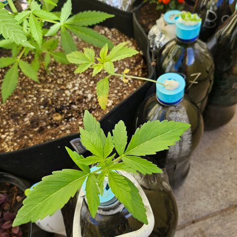 Nancy growlog timeline photo