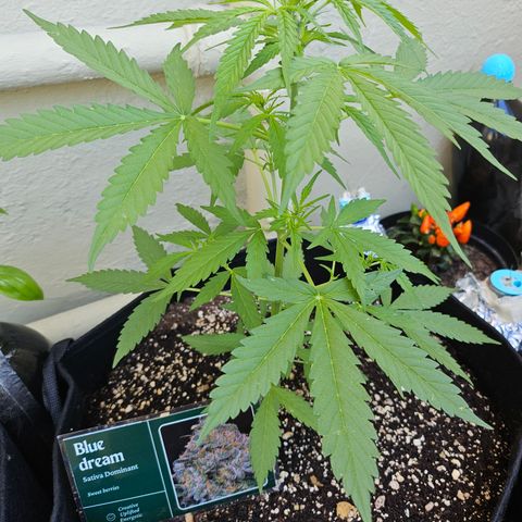 Beedee growlog timeline photo