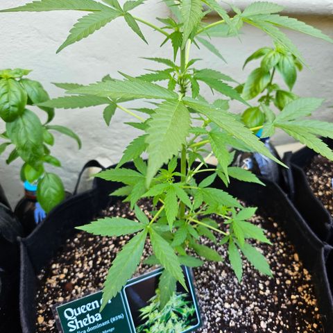 Her majesty growlog timeline photo