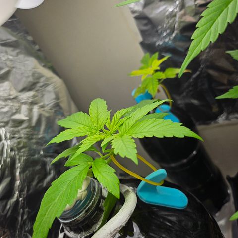 Nancy growlog timeline photo