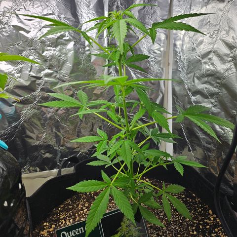 Her majesty growlog timeline photo