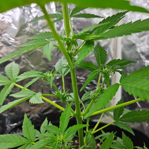 Her majesty growlog timeline photo