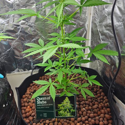 Her majesty growlog photo: Added treated leca balls to help with minor fungus gnat problem 