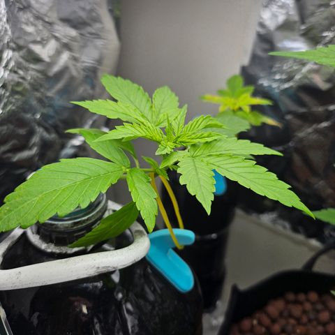 Nancy growlog timeline photo