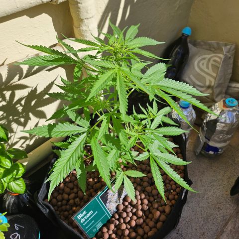 Beedee growlog timeline photo