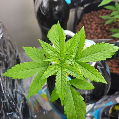 Nancy growlog timeline photo